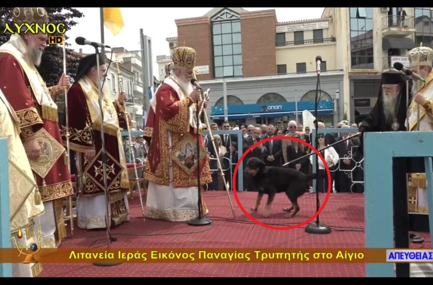  Αχαϊα: Φιλόζωοι εναντίον Αμβρόσιου για την κίνησή του σε αδέσποτο σκυλί! Του σούρνουν… τα εξ αμάξης! ΒΙΝΤΕΟ